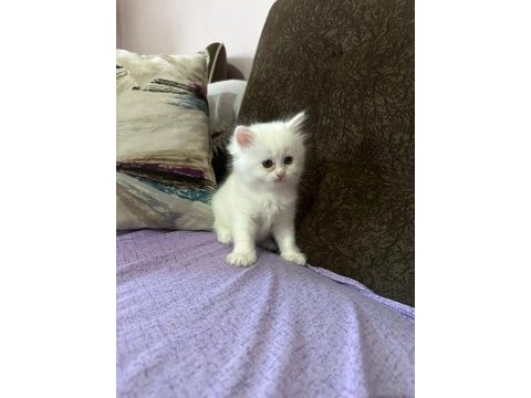 Sütten kesilmiş 2 aylık british shorthair