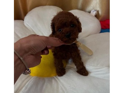 Yasal köpek çiftliğinden toy poodle yavrularımız