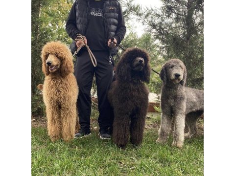 Standart poodle yavrular için iletişime geçin
