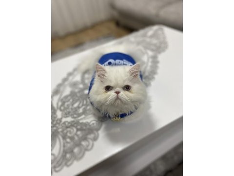 Ücretsiz sahiplendirme iran kedisi