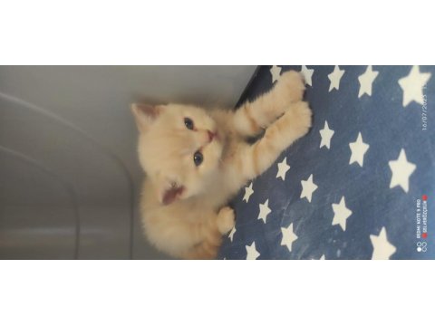 Scottish fold british yavru kedi. konyaya temmuz 5 ine