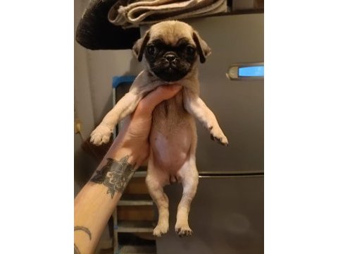 50 günlük pug yavrumuz
