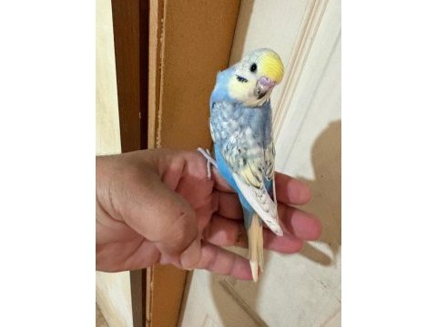 35 günlük renk güzeli çek bebek kuşumuz