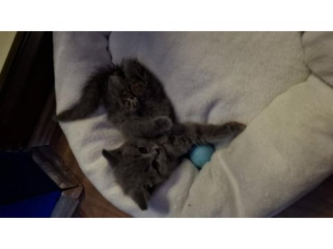 2 aylık british shorthair dişi