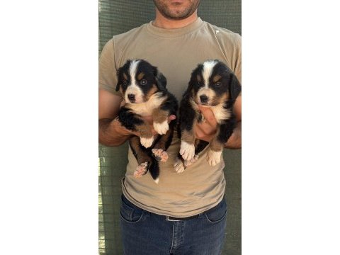 Safkan kaliteli bernese yavrularımız