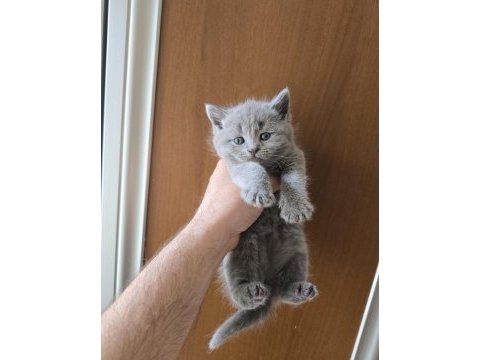 Teslime hazır british shorthair kedisi
