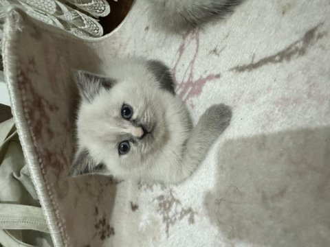 Dişi ve erkek 2 tane yavru british shorthair