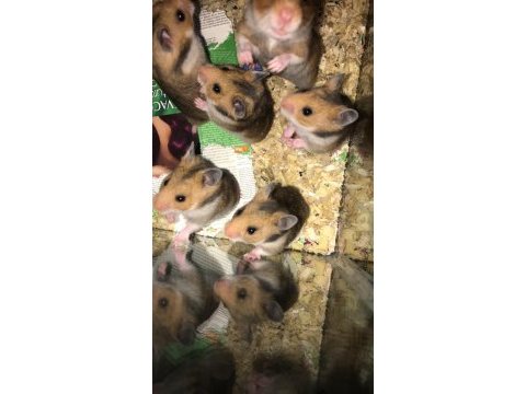 1 paket yem karşılığı hamster ücret talep edilmez