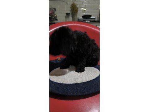 Poodle bebeğim özel renk blec reng