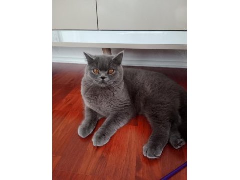 British shorthair erkek kedimiz