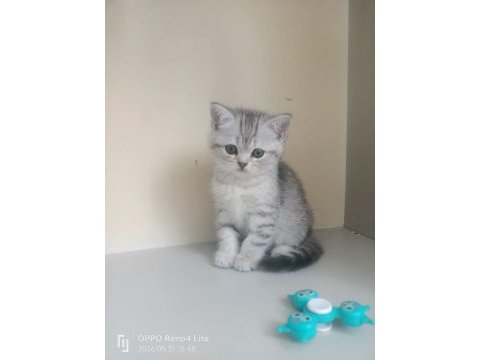 2 aylık british shorthair cinsi kediler