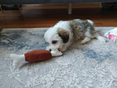 Terrier köpeği