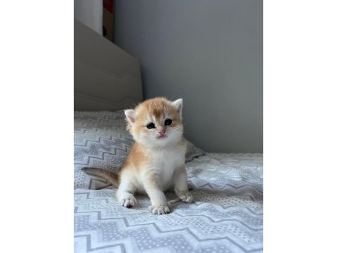 British shorthair golden full şecereli yavru