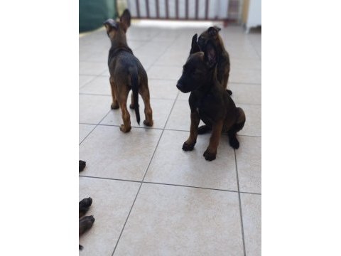 Üst düzey fcı kıf secereli malinois yavrularım