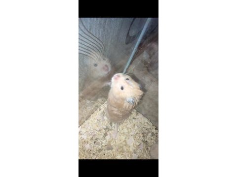 Safkan damızlık ve anaç teddy bear hamster