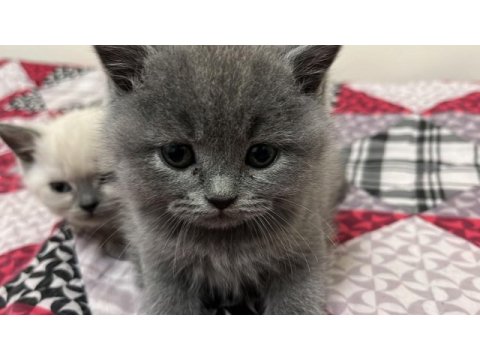 50 günlük british shorthair gri yavrularımız