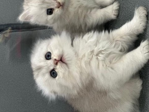 Oyuncu ve sevimli yavru kediler
