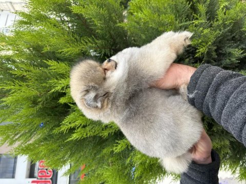 Orjinal pomeranian boo isteyenlere orange renk