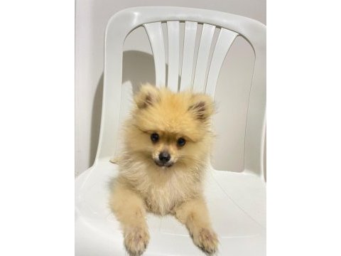 2 aylık pomeranian boo