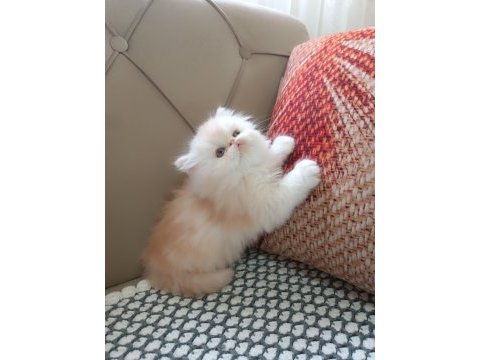 İran persian orijinal yavrular