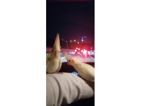 Ev besleme sultan papağanı bebekler
