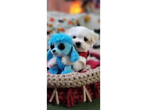 Şecereli teacup kore kanı dişi maltese yavrumuz