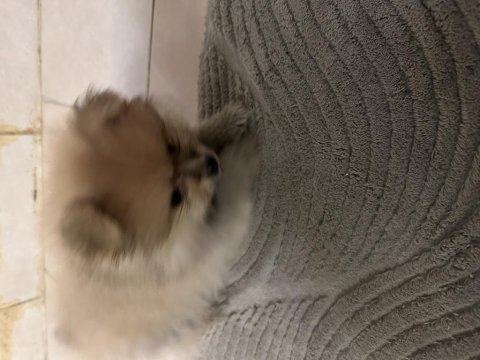 Pomeranian köpeğimizi sahiplendirme