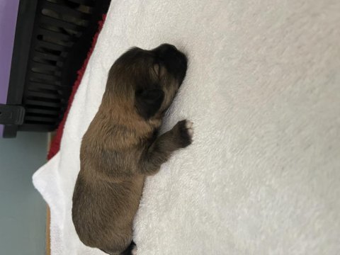 Emzikten kesilince gönderim yapılacak köpekler