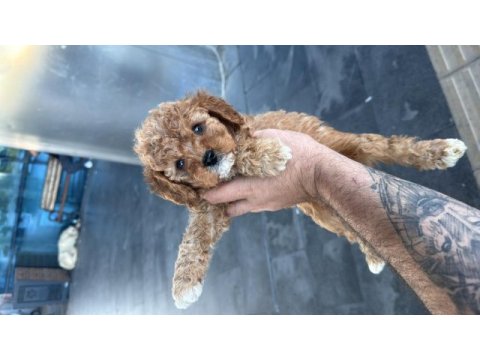 A kalite mini boy maltipoo köpekler