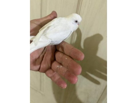 31 günlük albino oğlan bebek muhabbet kuşu