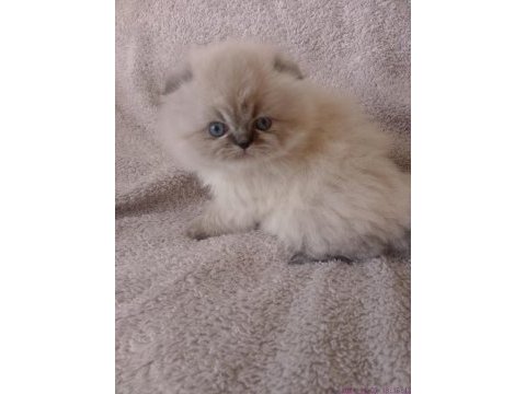 Yakışıklı bir erkek scottish fold