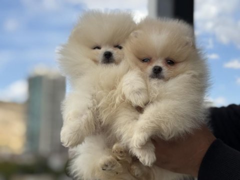 Ultra kalite tea cup pomeranian yavrularımız