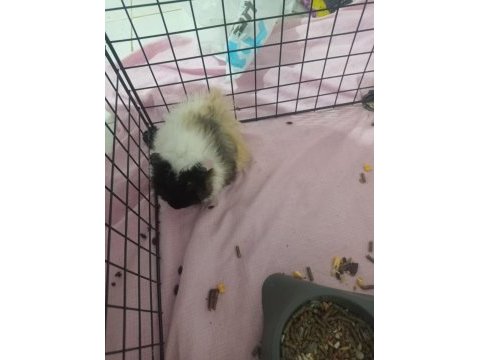 3 yavru (3 aylık) ve 1 hamile ginepig (8 aylık) + kafes