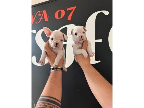 France bulldog bebekler