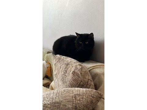 Sevimli 2 yaşında erkek british shorthair