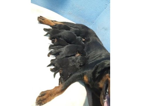 Rottweiler yavruları üretim ve satış çiftliğinden