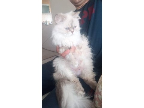 Longhair scottish chocolate ve white baby british longhair
