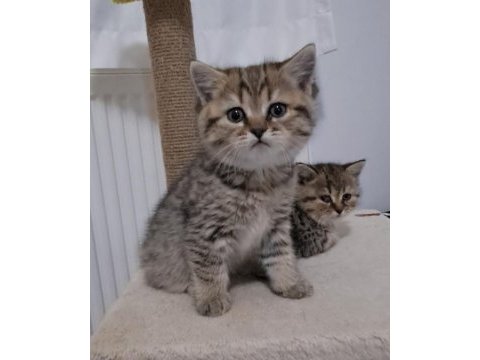 British shorthair ve scottish fold sahiplendirme