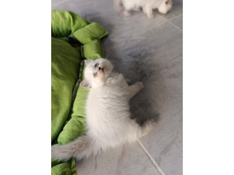 Scottish fold longhair