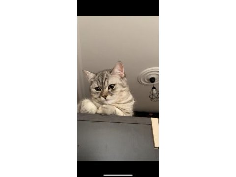 British shorthair 6 aylık erkek