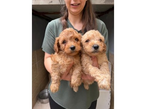 Apricot maltipoo yavrular