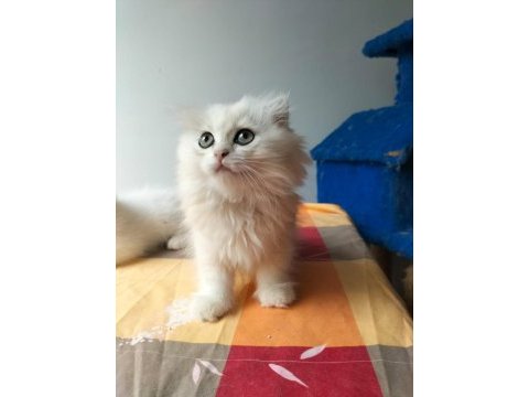 Golden safkan lynx scottish straight yavrular