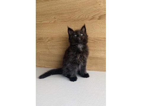 Değerini bilene özel black maine coon bebeğim 