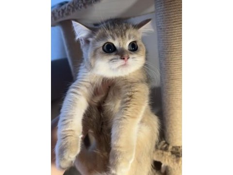 British shorthair golden ny11 mükemmel erkek