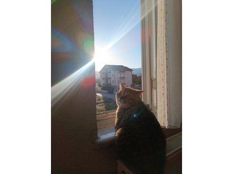 1 yaşında erkek golden tabby kedimiz
