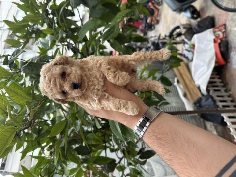 A kalite standart poodle