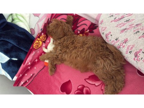 3 aylık yavru toy poodle köpeği