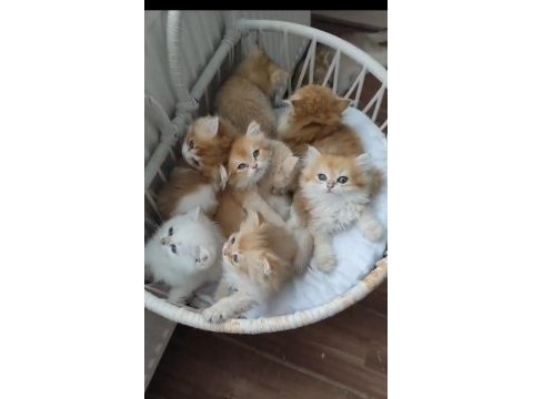 Tüylü sarı şeker golden kediler teslime hazır