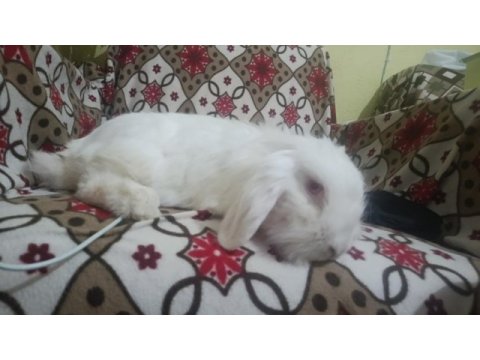 Teddy lop tavşanı