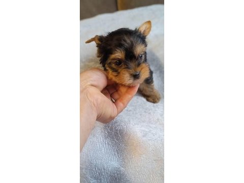 Sahibinden 3 aylık yorkshire terrier